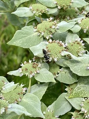Megachile texana