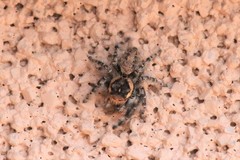 Phidippus asotus