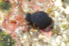 Sminthurinus atrapallidus