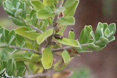 Kuschelina petaurista