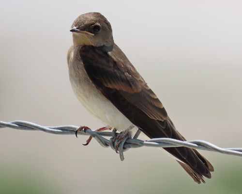 photo of Northern Rough-winged Swallow (Stelgidopteryx serripennis)