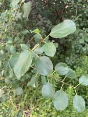 Rhamnus cathartica