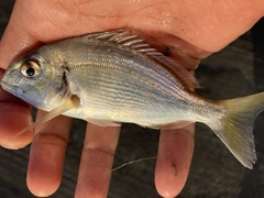Sparus auratus