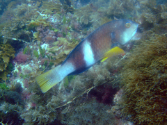 Notolabrus tetricus