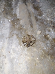 Heteropoda venatoria