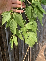 Acer negundo interius