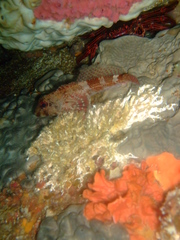 Bovichtus angustifrons