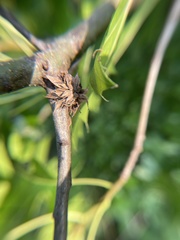 Dryocosmus floridensis
