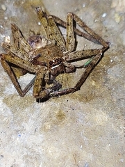 Heteropoda venatoria