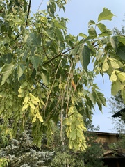 Acer negundo interius