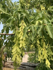 Acer negundo interius