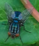 Cochliomyia