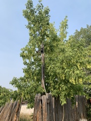 Acer negundo interius