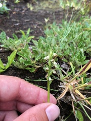 Pseudorchis straminea