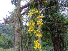 Cyrtochilum macranthum