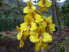 Cyrtochilum macranthum