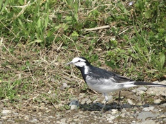 Motacilla alba lugens