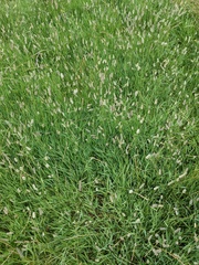 Phleum bertolonii