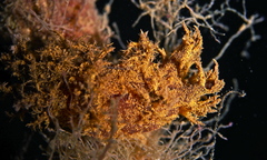 Dendronotus europaeus