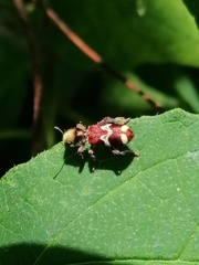 Enoclerus bombycinus
