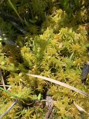 Sphagnum miyabeanum
