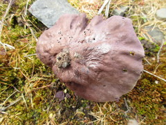 Calvatia fragilis