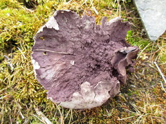 Calvatia fragilis