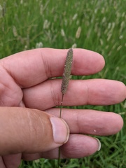 Phleum bertolonii