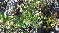 Salix reticulata