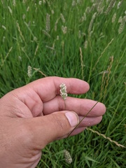 Phleum bertolonii