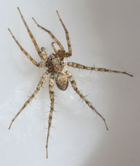 Pardosa mercurialis