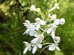 Platanthera blephariglottis blephariglottis