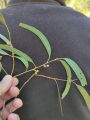 Eucalyptus exserta