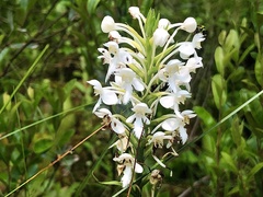 Platanthera blephariglottis blephariglottis