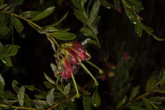 Grevillea banyabba