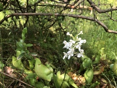 Platanthera blephariglottis blephariglottis