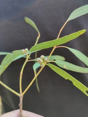 Eucalyptus exserta