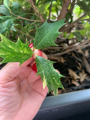 Osmanthus heterophyllus