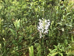 Platanthera blephariglottis blephariglottis