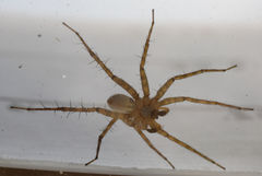 Pardosa mercurialis