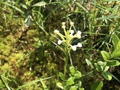 Platanthera blephariglottis blephariglottis