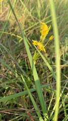 Lysimachia quadriflora
