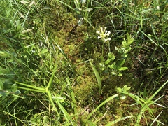 Platanthera blephariglottis blephariglottis