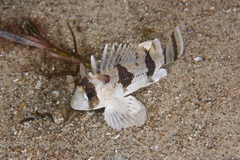 Centropogon australis