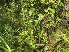 Platanthera blephariglottis blephariglottis