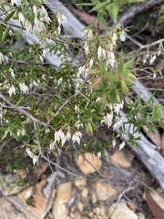 Styphelia setigera