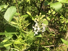 Platanthera blephariglottis blephariglottis