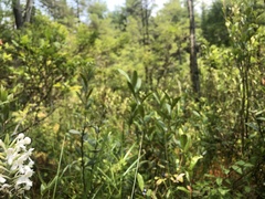 Platanthera blephariglottis blephariglottis