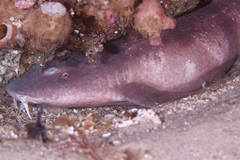Brachaelurus waddi