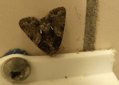 Chytonix palliatricula